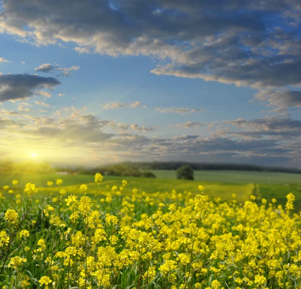 Puesta de sol brillante sobre campo de colza — Foto de Stock
