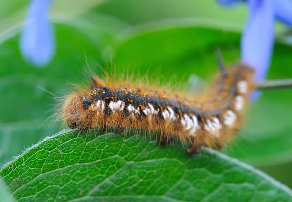 A caterpillar is on a sheet, close-up — Stock Photo, Image
