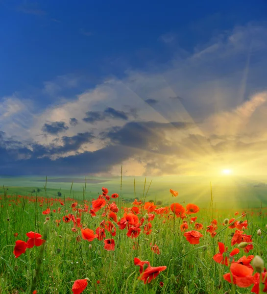 Sonnenuntergang über einem Feld mit roten Mohnblumen — Stockfoto