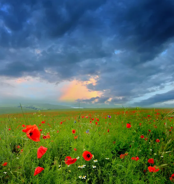 Röda vallmo på grönt fält, himmel och moln — Stockfoto