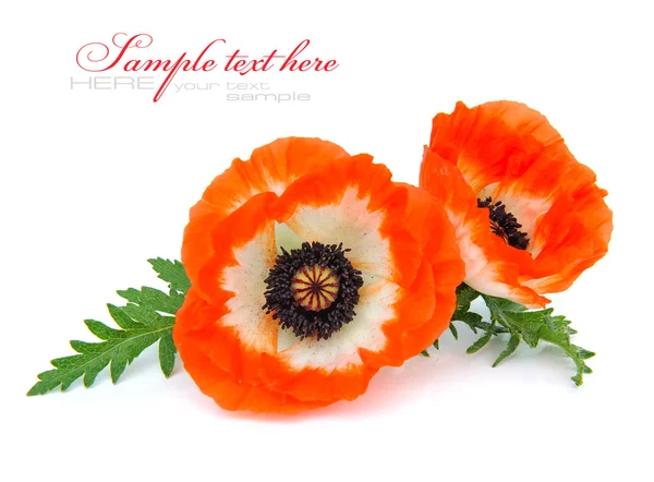 Red poppies isolated on white — Stock Photo, Image