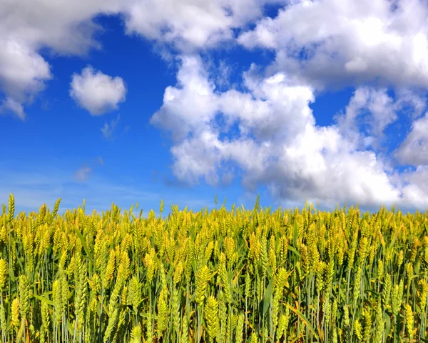 Pole pszenicy na niebieski niebo z chmurami — Zdjęcie stockowe