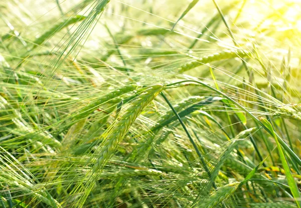 Grönt vete på fältet — Stockfoto
