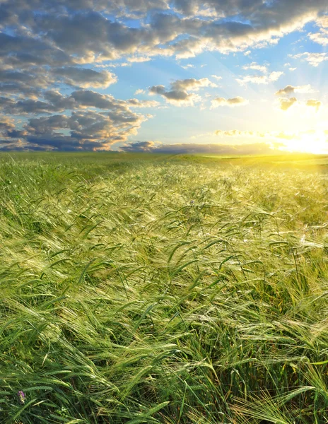 Pôr do sol brilhante sobre o campo de trigo — Fotografia de Stock