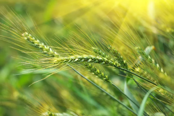 Groene tarwe in het veld — Stockfoto