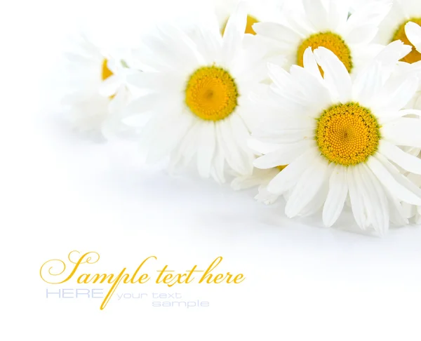 Flores de camomila em um fundo branco com espaço para texto — Fotografia de Stock
