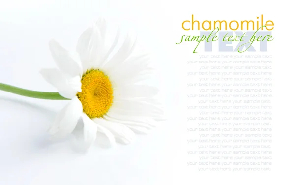 Flor de manzanilla sobre fondo blanco con espacio para texto — Foto de Stock