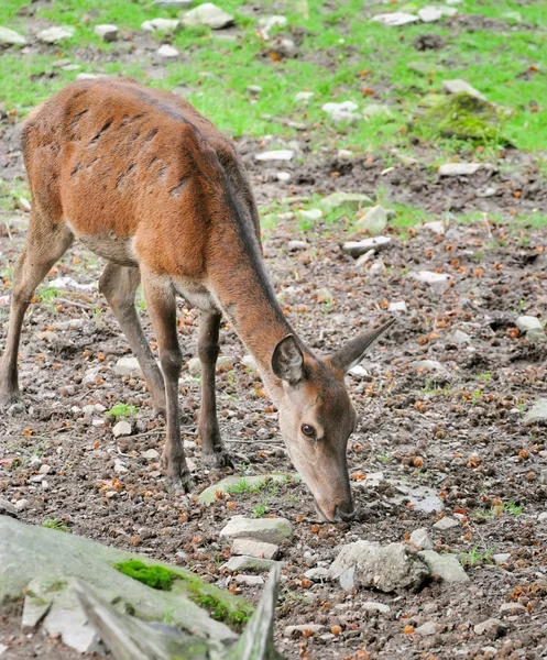 Deer grazes in forest — Stock Photo, Image