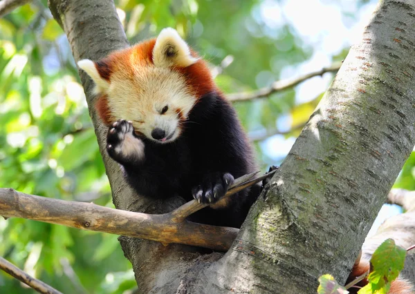 Roter Panda auf Baum — Stockfoto