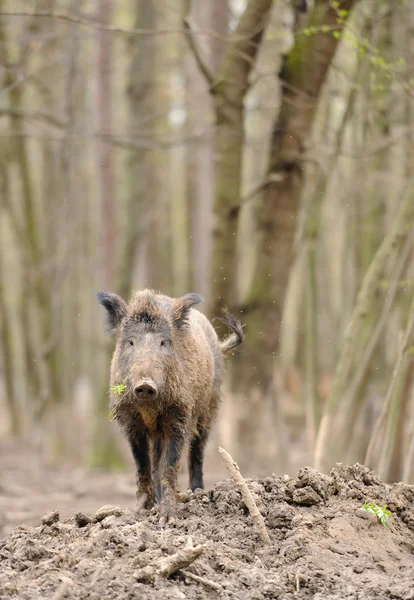 森林里的野猪 — 图库照片
