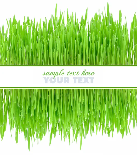 Rama jest z zielonej trawy na białym tle — Zdjęcie stockowe