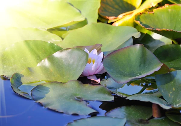 Bloeiende lotusbloem — Stockfoto