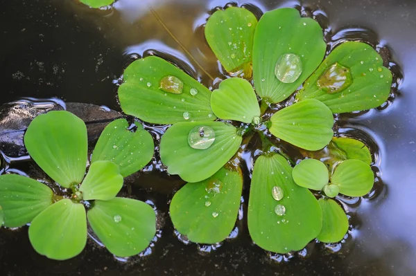 Babelka řezanovitá (vodní zelí) na vodě — Stock fotografie