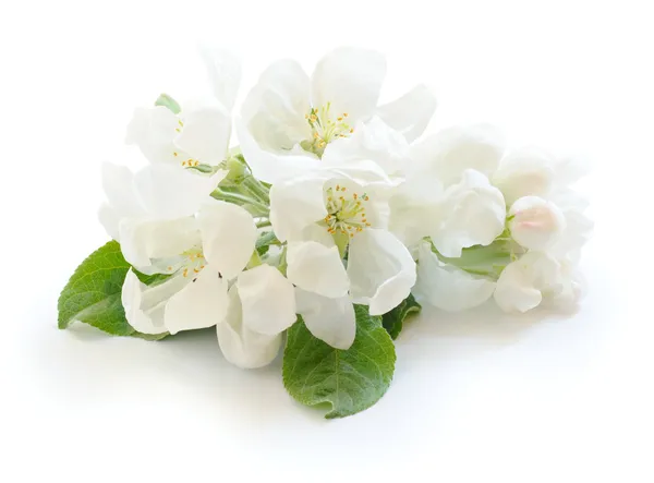 Apple blossom på vit bakgrund — Stockfoto