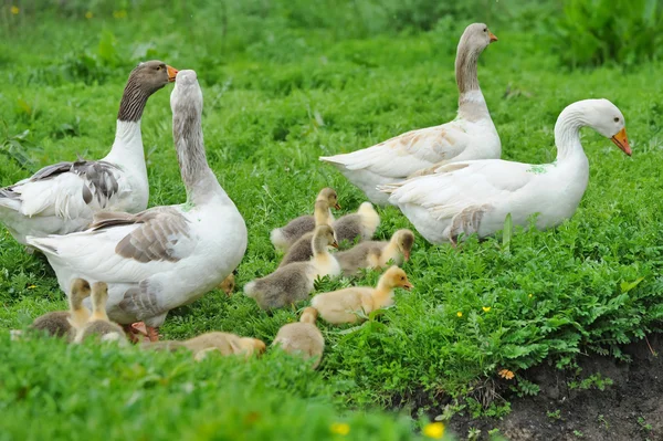 Los gansos son con goslings en una hierba verde — Foto de Stock