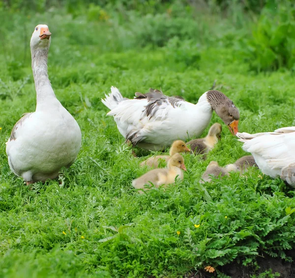 Los gansos son con goslings en una hierba verde — Foto de Stock