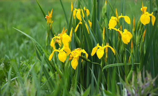 Íris amarela (Iris pseudacorus) bela flor selvagem — Fotografia de Stock