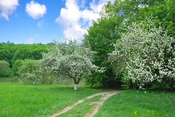 Çiçekli elma ağaçlarıyla bahar manzara olduğunu — Stok fotoğraf