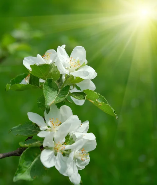 stock image Apple flowers over natural background