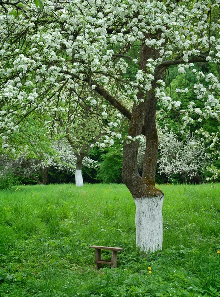 Лавка у весняному саду — стокове фото