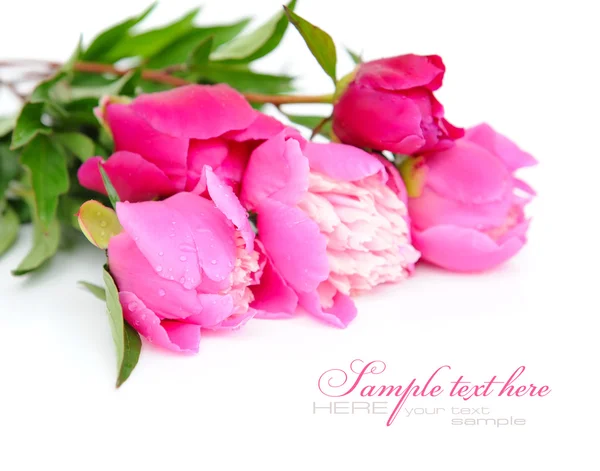 Massa lila och rosa pioner på vit bakgrund — Stockfoto