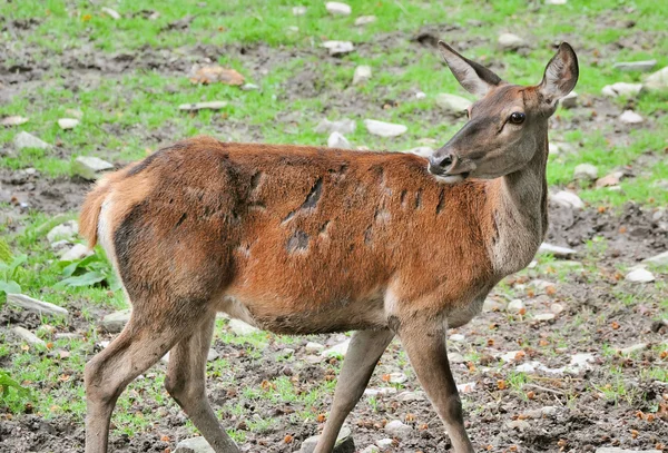 Beautiful Deer — Stock Photo, Image