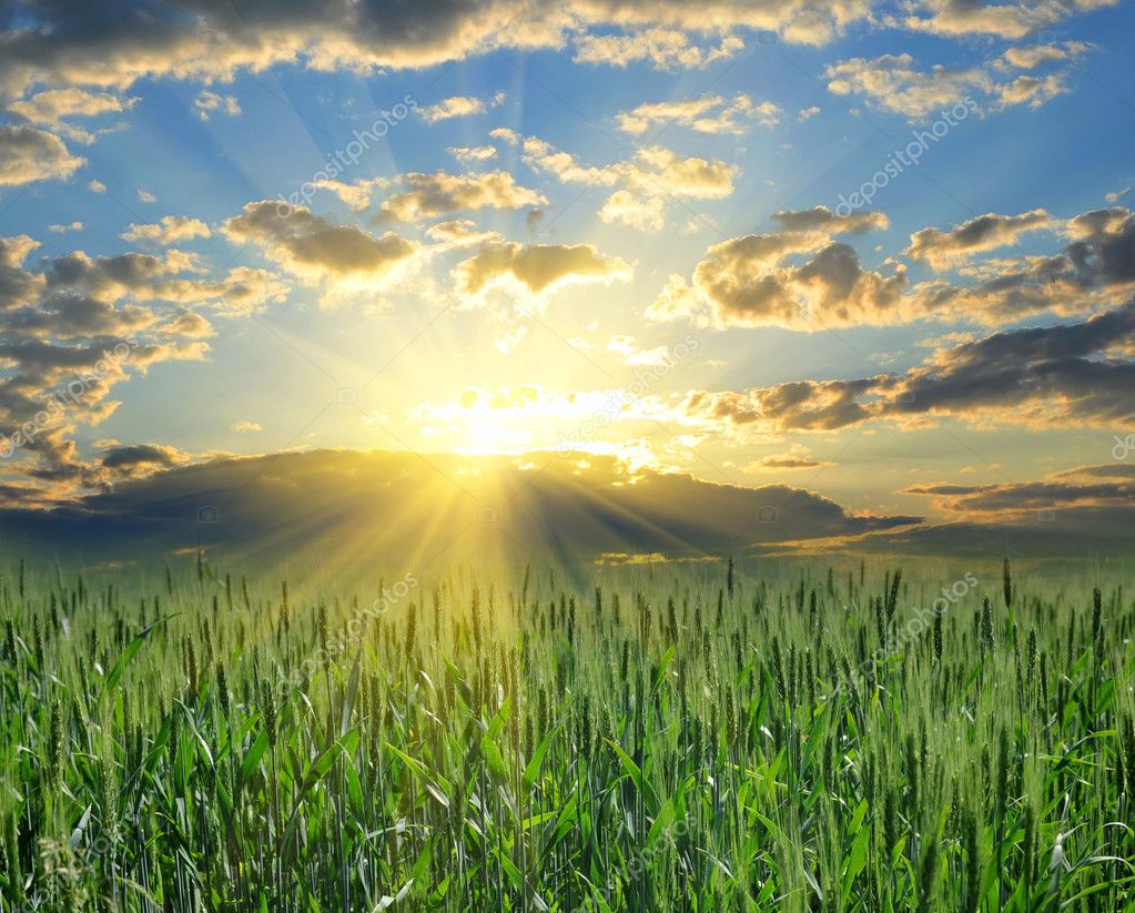 Green wheat field and blue sky with clouds
