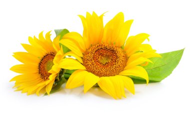 Sunflowers are on a white background clipart