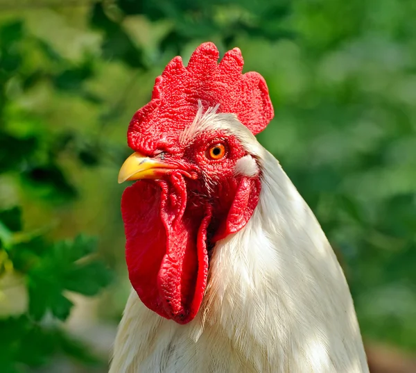 White cock — Stock Photo, Image