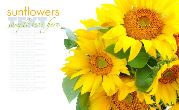 Zonnebloemen zijn op een witte achtergrond met ruimte voor tekst — Stockfoto