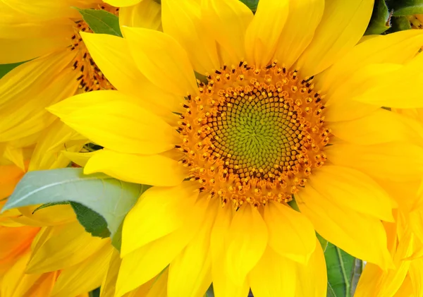 美丽黄色向日葵的背景 — 图库照片