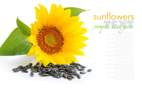 Žluté slunečnice a slunečnice semena na bílém pozadí — Stock fotografie