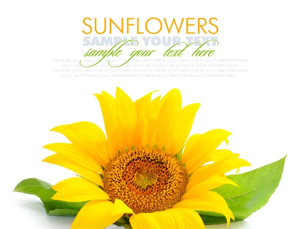 stock image Sunflower are on a white background