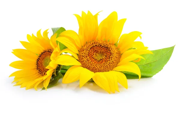 Sunflowers are on a white background — Stock Photo, Image