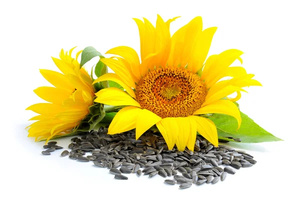 Girassóis amarelos e sementes de girassol em um fundo branco — Fotografia de Stock