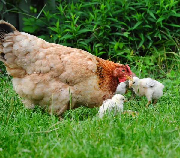 stock image Hen with chickens