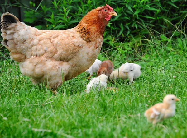 Hen with chickens — Stock Photo, Image