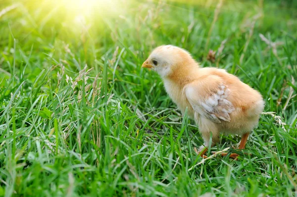 Pluizig chick wandelingen in groen gras — Stockfoto