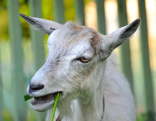 Коза їсть траву — стокове фото
