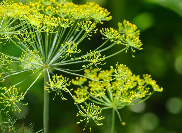 Dill umbels on vegetable background — Stock Photo, Image