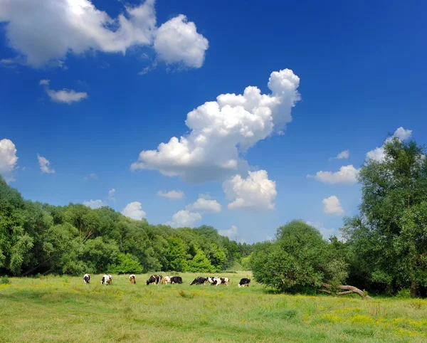 As vacas estão em um pasto — Fotografia de Stock