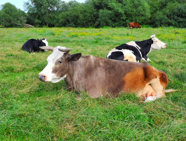 Корова отдыхает на зеленой траве — стоковое фото