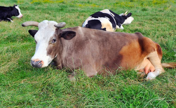 Αγελάδα που στηρίζεται σε πράσινο γρασίδι — Φωτογραφία Αρχείου