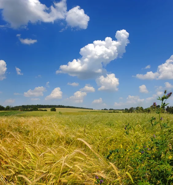 Pole pszenicy i błękitne niebo z chmurami — Zdjęcie stockowe