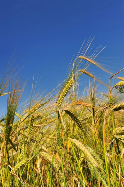Champ de blé contre un ciel bleu — Photo