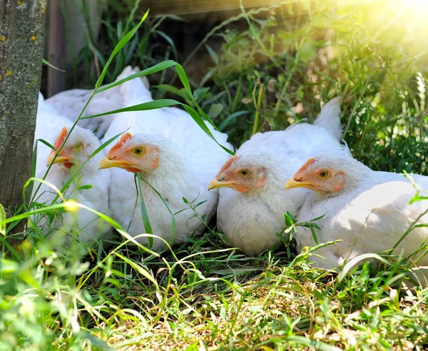 Genç tavuklar — Stok fotoğraf