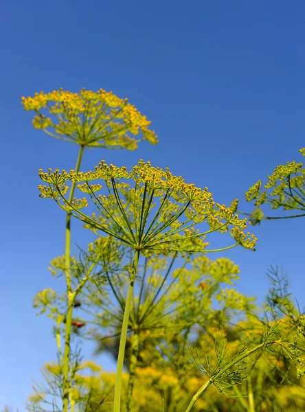 Dill umbels on a background blue sky — Stock Photo, Image