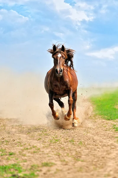 フィールドで実行している馬 — ストック写真