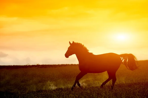 Koně v západu slunce — Stock fotografie