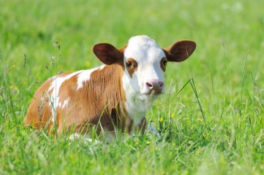 Calf in grass clipart